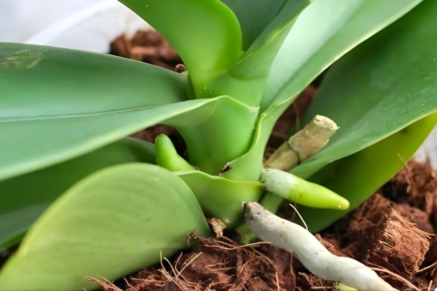 Cách Chăm Sóc Ngồng Hoa Lan Hồ Điệp Khi Cây Ra Hoa Đơn Giản Toàn Diện Thời gian tăng trưởng ngồng hoa