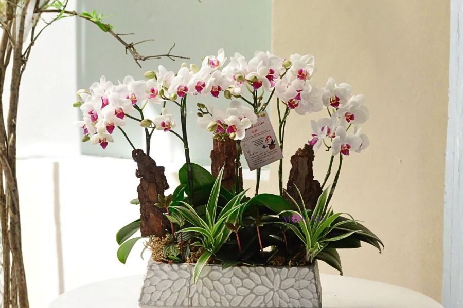 phân loại hoa lan thực vật