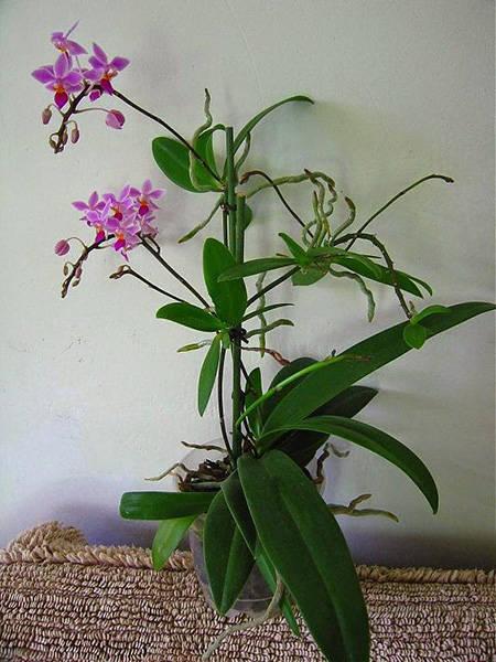 Hoa lan đẻ nhánh tự nhiên