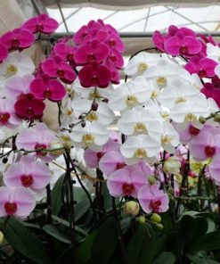 Tips giữ lan hồ điệp tươi lâu