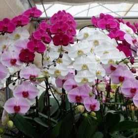 Lan Hồ Điệp Loại A