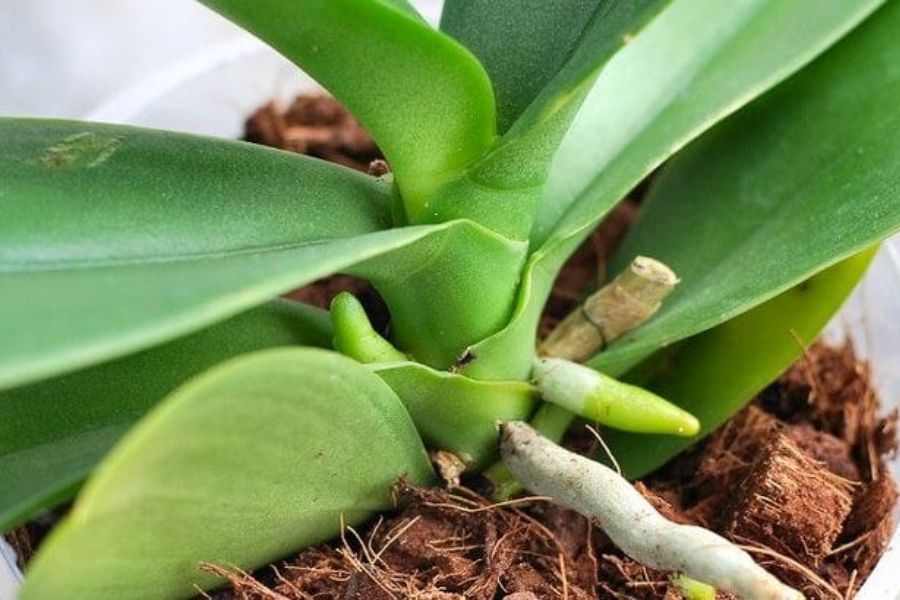 Các loại xơ dừa trồng lan