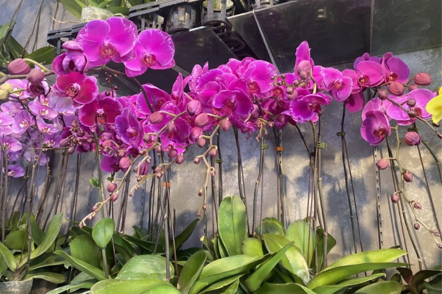 lý do thích trồng lan ngoài trời