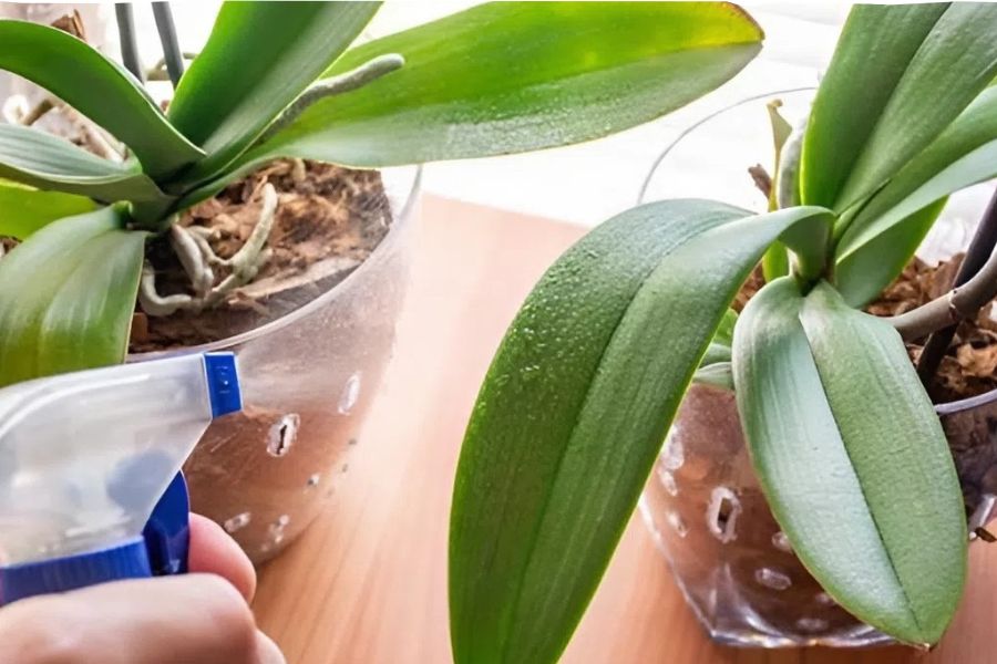 Phun sương cấp ẩm cho lan