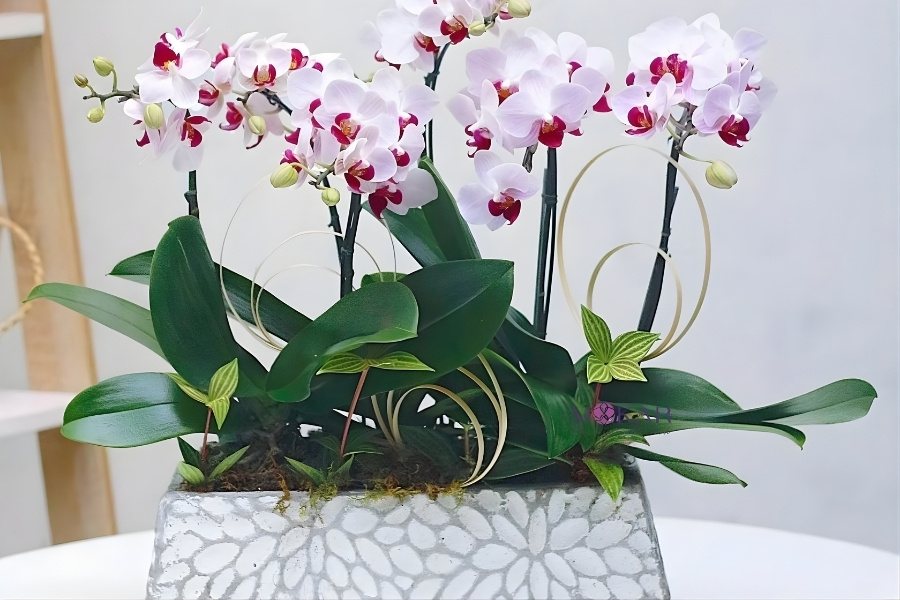  Lan hồ điệp chậu sứ đẹp