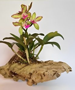 Tiêu chí chọn gỗ lũa ghép