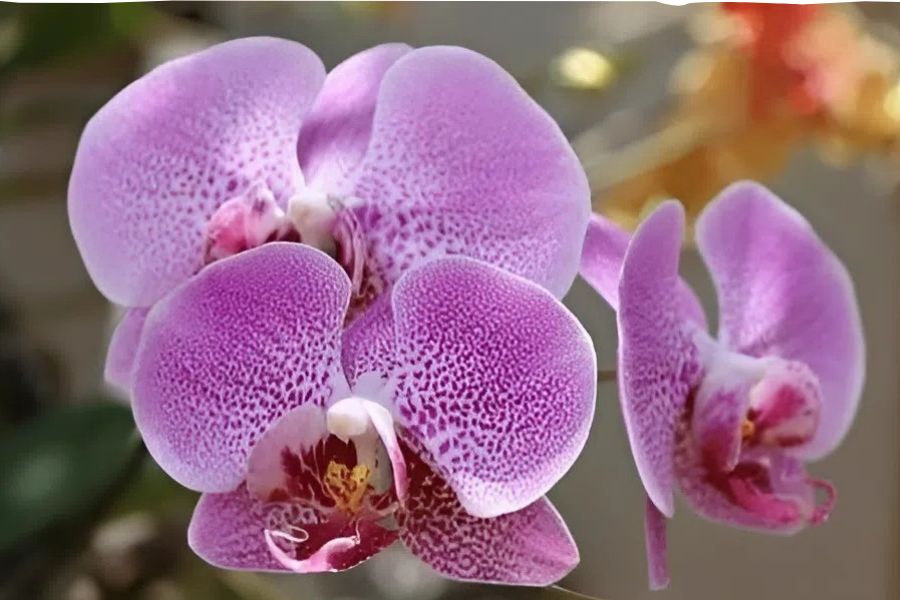 Lan sống trong tự nhiên