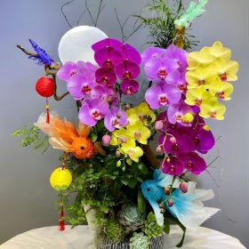 Lan Hồ Điệp 8 Màu