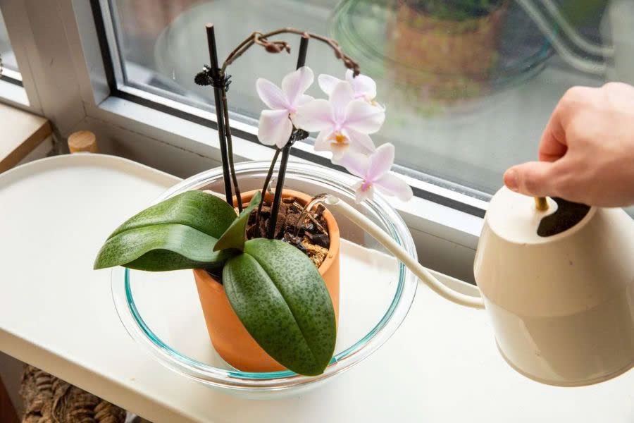 Tần suất tưới lan phù hợp