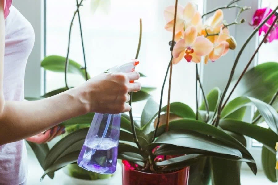 Cách tưới cây lan đúng