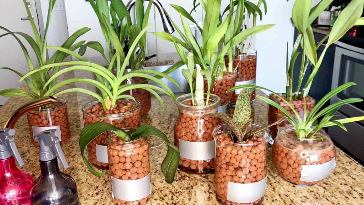 đất nung giá thể lan hồ điệp