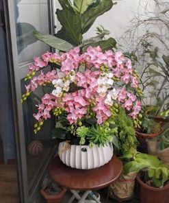 Ý nghĩa chậu lan trắng hồng