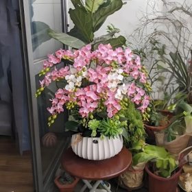 Hoa Lan Trắng Hồng