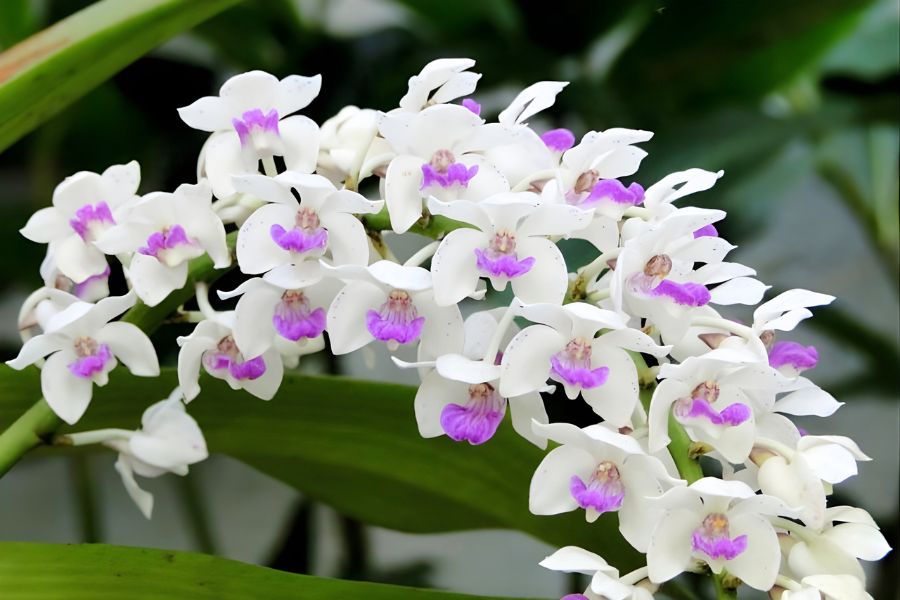 các loại hoa lan