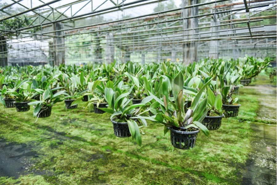 chăm sóc hoa lan tím Huế