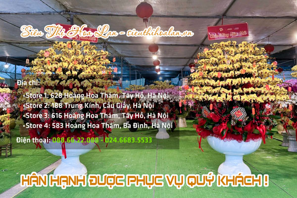 Các cửa hàng thu mua lan hồ điệp sau Tết giá cao