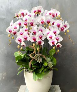 chậu lan trắng lưỡi tím