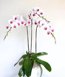 lan hồ điệp trắng lưỡi tím