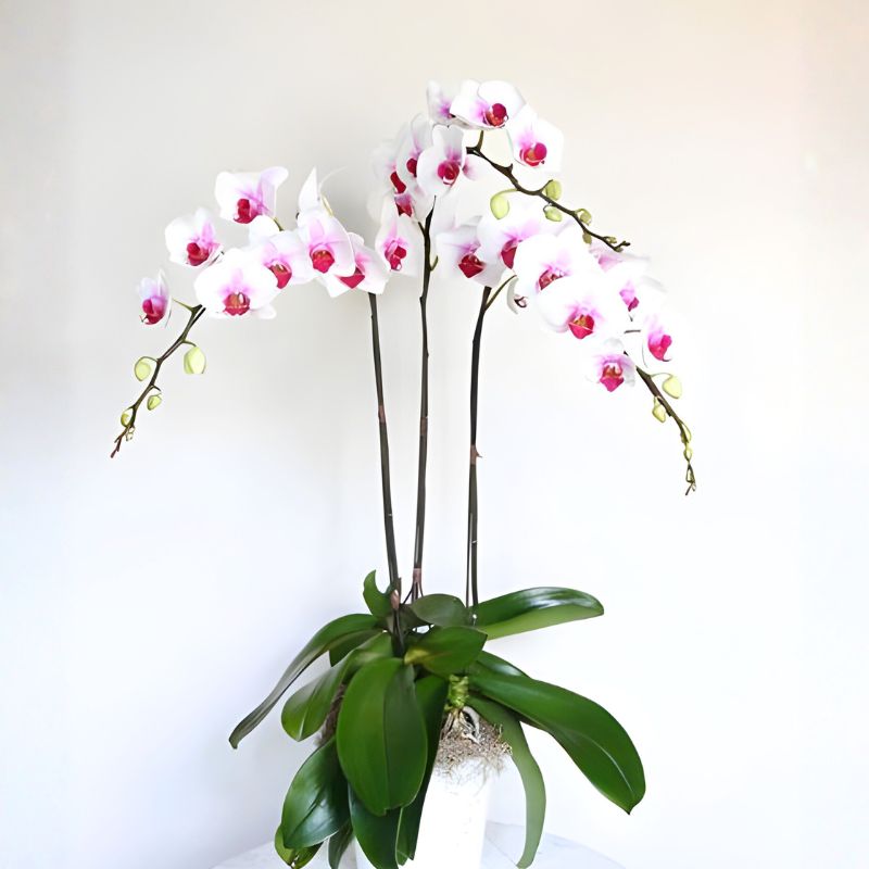 lan hồ điệp trắng lưỡi tím