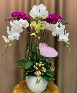 lan hồ điệp 3 cây