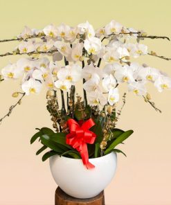 chau lan ho diep 3 tang bo cuc can doi giup tao diem nhan noi bat cho khong gian