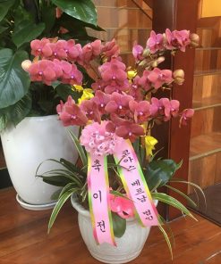 hoa lan hồ điệp hàn quốc