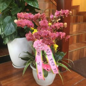 Lan Hồ Điệp Hàn Quốc