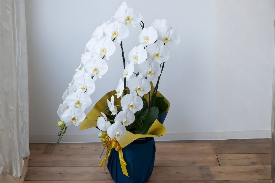 lan hồ điệp nữ hoàng trang trí