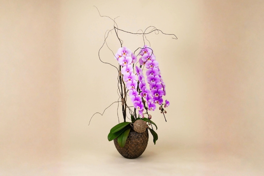 chậu lan hồ điệp nữ hoàng đẹp