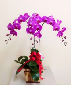 Lan Hồ Điệp Tím 3 Cành lan hồ điệp tím 3 cây đẹp