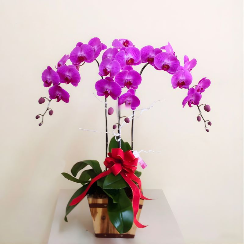 Lan Hồ Điệp Tím 3 Cành lan hồ điệp tím 3 cây đẹp