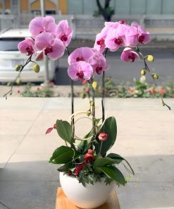 lan hồ điệp tím 3 cành