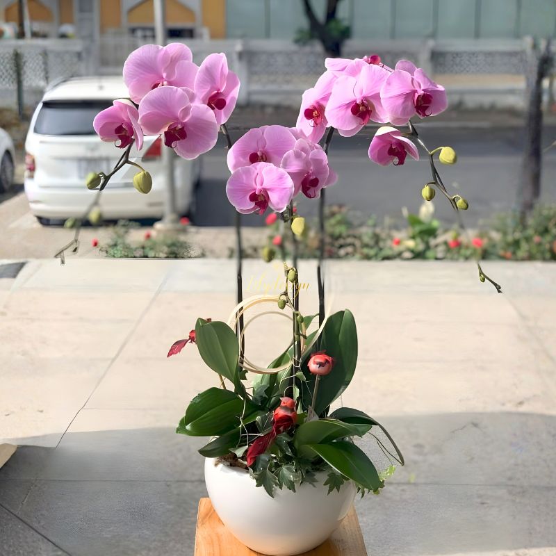 Lan Hồ Điệp Tím 3 Cành lan hồ điệp tím 3 cành