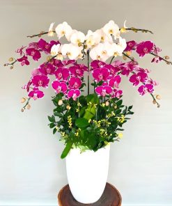 hồ điệp tím trắng để bàn