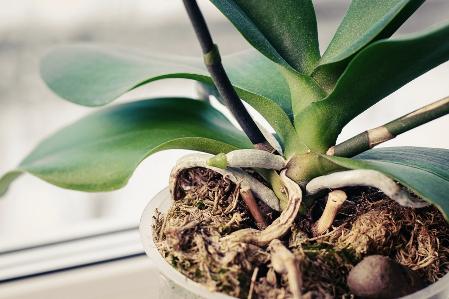 chuẩn bị trồng lan tím