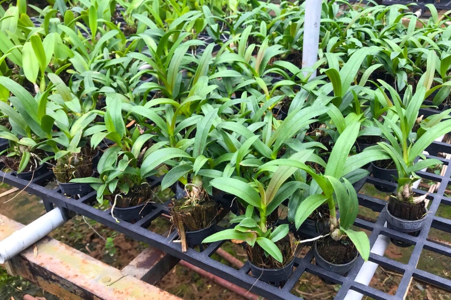 đặc điểm lan dendro lai