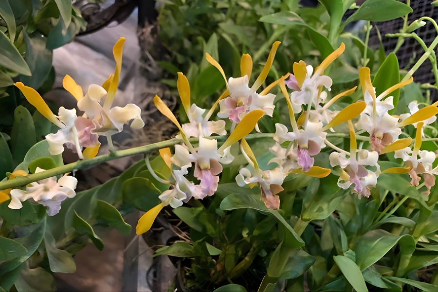 đặc điểm lan dendro lai hồ điệp