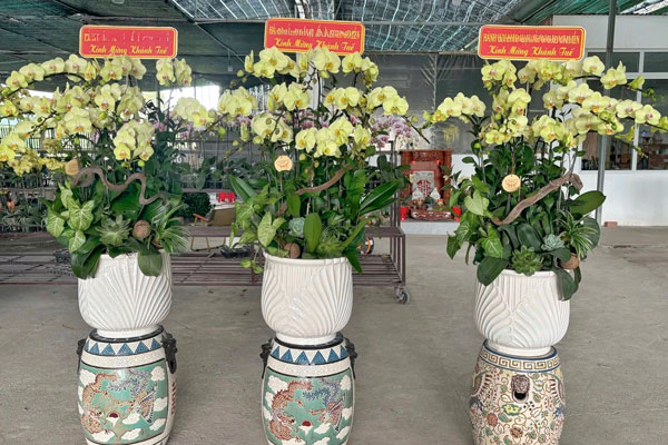 Điểm thu mua lan hồ điệp giá cao 