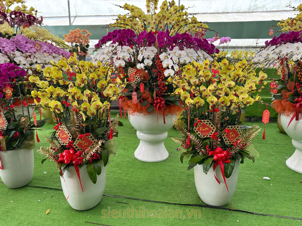 Thu mua lan hồ điệp thanh lý sau Tết cho khách