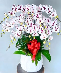 lan hồ điệp trắng đốm tím đẹp