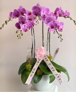 lan hồ điệp hàn quốc