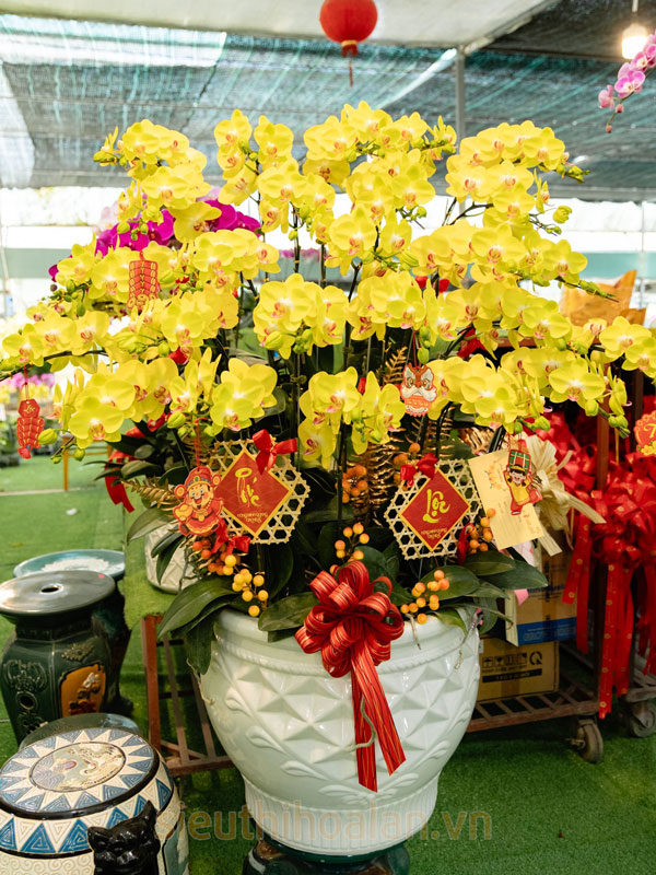 Hoa lan hồ điệp sau Tết bán thanh lý