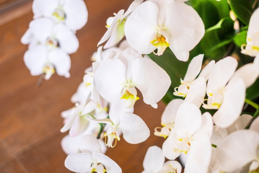 ý nghĩa của hoa lan trắng