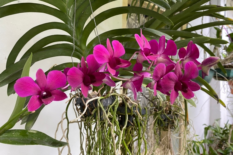 kinh nghiệm trồng hoa lan tím