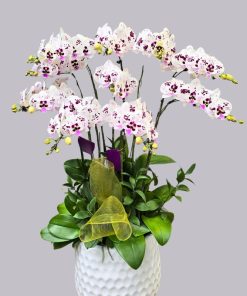 giá lan hồ điệp đốm tím