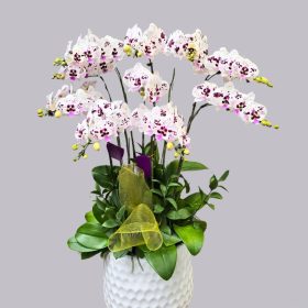 giá lan hồ điệp đốm tím