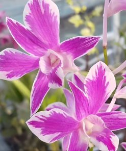 lan dendro lai hồ điệp chớp