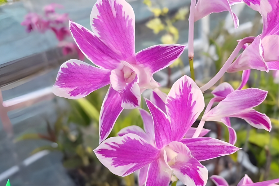 lan dendro lai hồ điệp chớp