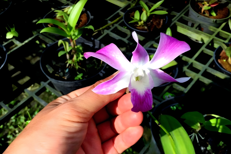 chậu lan dendro trang trí