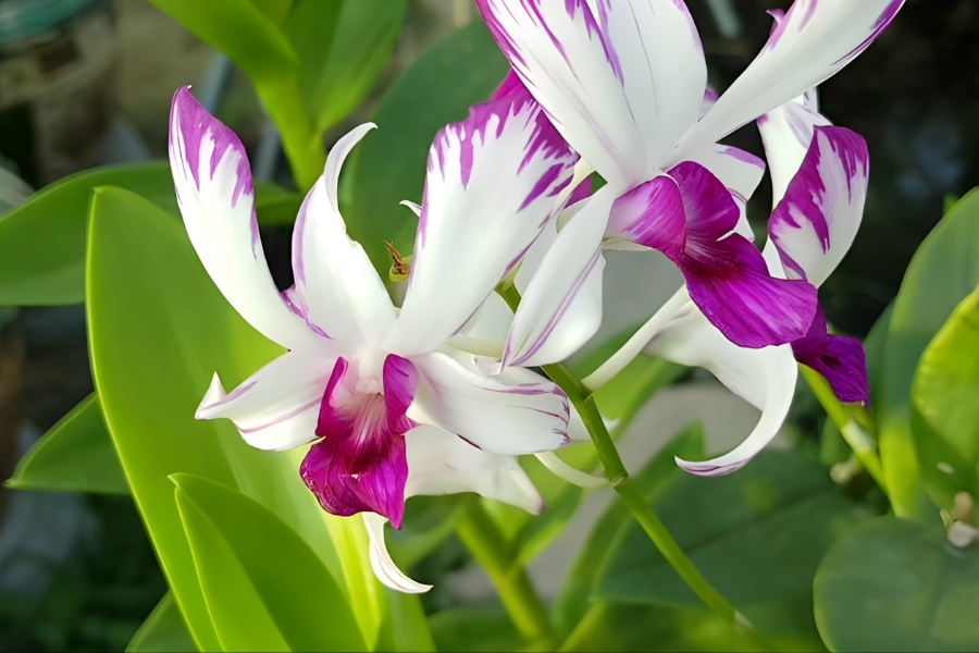 dendro lai nhiều màu